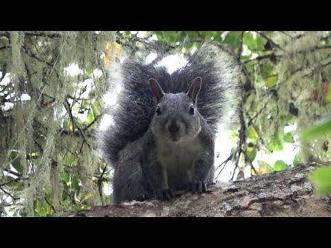 The sound of Western Gray Squirrel - 4K