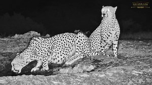 An Africam First For Ol Donyo Lodge live camera! Three beautiful cheetah having a drink at the waterhole Great Plains Conservation #cheetah #nature #wildlife #africam #greatplainsconservation #bigcats #safari | Africam