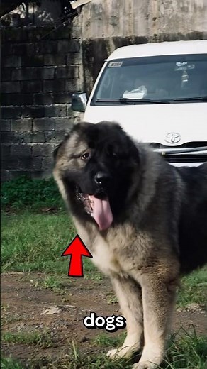Caucasian Ovcharka Dogs 😱