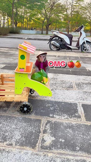 Khỉ Bon học cách bán trái cây #monkey #monkeycute #monkeybonbon #monkeyfamily #monkeyfunny #monkeysmart #khỉ #khỉthôngminh #dongvat #thucung