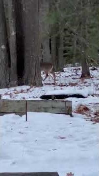 back in my 10 acres a button buck just taking it easy