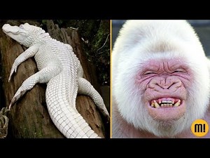 8 animais ALBINOS que você vai ver pela primeira vez