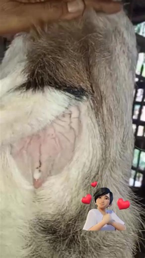 How to make a mother goat in heat or produce thick fluid 👍💔🐐🙏To induce a mother goat (doe) into heat and produce thick fluid, you can try the following methods: 1. *Introduce a buck*: The presence of a male goat (buck) can stimulate the doe to come into heat. Keep them together for a few days to encourage breeding. 2. *Provide nutrition*: Ensure the doe is receiving adequate nutrition, especially during the breeding season. A well-fed doe is more likely to come into heat. 3. *Check for signs