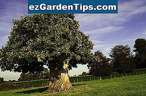 Native Trees of Ohio 🌱 Tips Tuinders - Nl.ezGardenTips.com