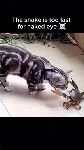 cat reflex #catcompilation #viral #catvideos #shorts #funnycats