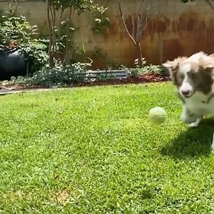 21K views · 29 reactions | The fun never stops with the Automatic Ball Launcher! https://bit.ly/3Mcz6lh | PetSafeUK | Facebook