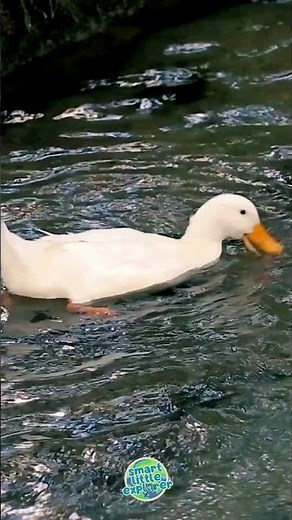 Why do ducks have webbed feet?