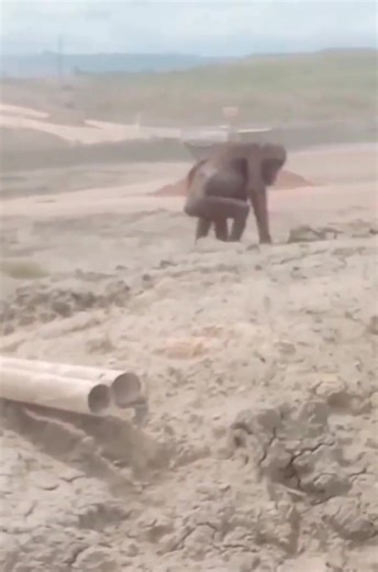 29K views · 712 reactions | This used to be their forest. A place...