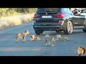 Exclusive: Newborn Cubs Of Ngotso Lion Pride Introduced