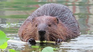 29K views · 4.1K reactions | Close up video of a couple of urban beavers eating dinner in Saskatoon, who are then joined by a third beaver. | Mike’s photos and videos of beavers | Facebook