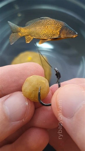 100% Catch Rate Carp Bait Recipe! 🌽🌻 #fishing #carpfishing