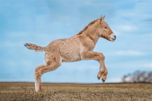 Biotech company Colossal, which brought dire wolves back to life, acquires Viagen