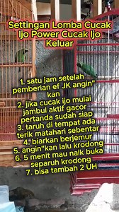 settingan lomba cucak ijo power cucak ijo keluar #cucakijo | Kupas Tuntas Settingan Dan Perawatan Burung