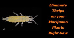 Eliminate Thrips on your Marijuana Plants Right Now