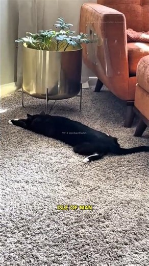 Manx Cat: The Rare Tailless Cat Everyone Loves 🐾