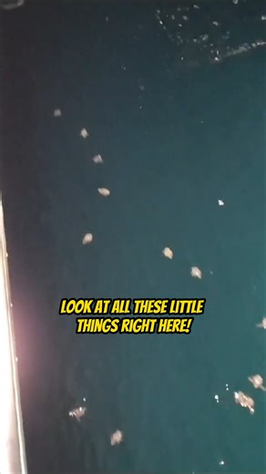 6.4K views · 42 reactions | How many Baby Sea Turtles can you see?...