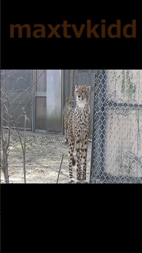 【もはや猫😻】チーター可愛い❤ #90