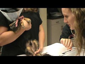 VETT 221 Task 20- Surgical suture or staple removal (Canine Neuter)