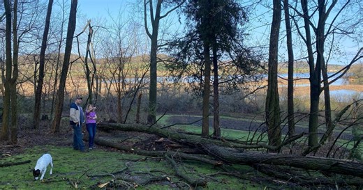 Straight-line winds rip through Lodi, downing dozens of trees overnight