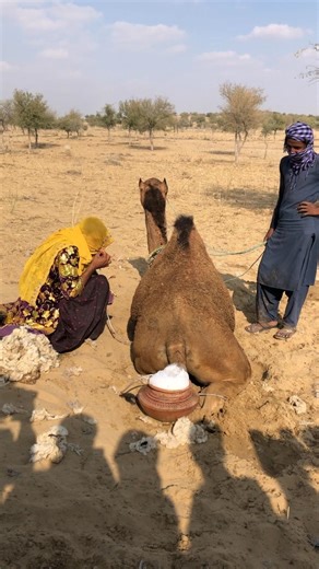 strange sound is coming from behind the boot, creating a sense of mystery.#camel #animals #foryou