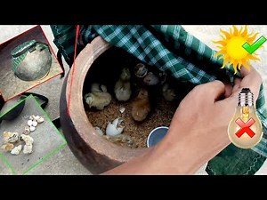 Incubator Without Electricity Easy Method