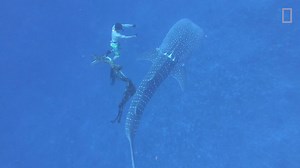A family of freedivers encountered an endangered whale shark entangled in a loop of heavy rope—so armed with a 4-inch dive knife, the father dove to cut it free. https://on.natgeo.com/2B6QhUB | National Geographic Science