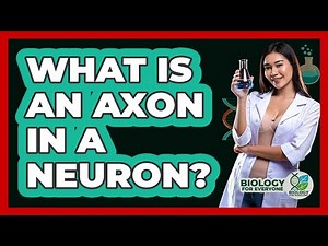 What Is An Axon In A Neuron? - Biology For Everyone