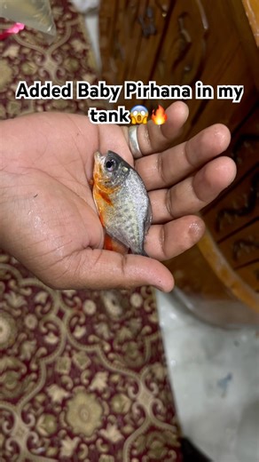 #shorts #arowana #monsterfish #aquariumlife #fishattack #trending #viralshorts #predatorfish #fish