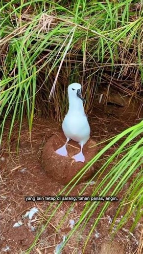 Laysan Albatross: Faithfully Guarding Its Nest in the Middle of the Ocean | Laysan Albatross