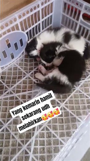 sehat selalu ya mpus#cat #catlovers #catlovers #kucinglucu