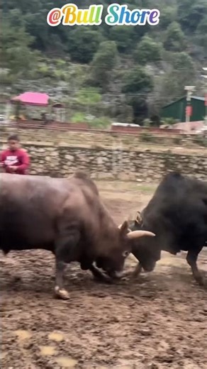 Watch the donkeys have a great fight. #cow