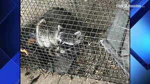 26K views · 243 reactions | RACCOON, POSSUM KILLINGS: The teacher...