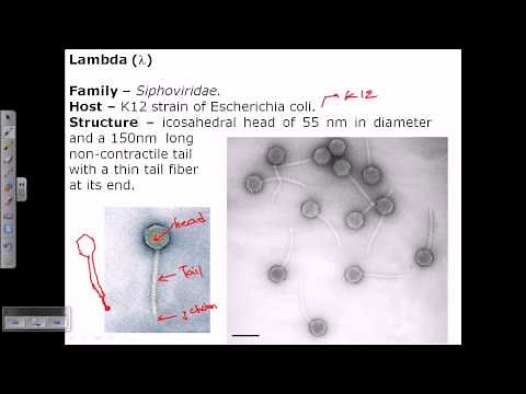 Lambda phage structure