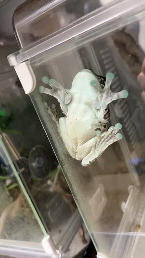 extremely rare！！！ The croaking of Amazon Milk Frog