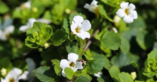 Bacopa monnieri: planta medicinal ajuda a reduzir o cansaço e o estresse
