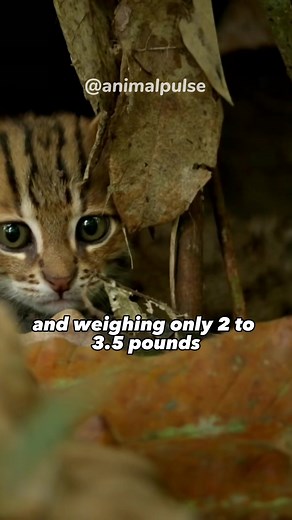 Rusty Spotted Cat: The World's Smallest Wild Cat