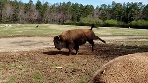 Watch this 800-pound bison do a ‘happy dance’ on first day of spring