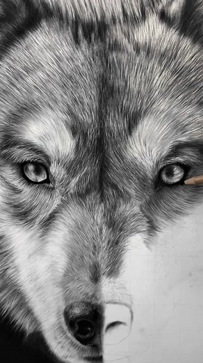 Step-by-Step Wolf Drawing Tutorial for Beginners