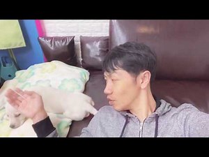 ラブラドールの子犬ベル★朝の散歩に連れていきます～｜K2はうす