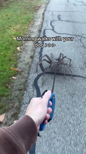 Can You Walk a Spider on a Leash? A Funny AI Conversation