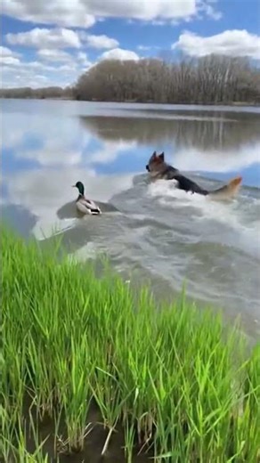 Dog vs Duck