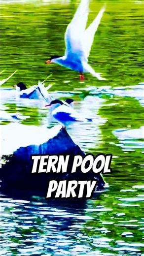 Tern Pool Party #birds #shorts
