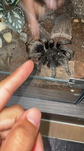 38K views · 423 reactions | Female tarantulas that are probably pregnant :D Edit: Sorry bout the random video cut. | Exotics Lair | Facebook