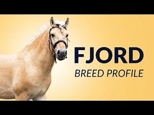 Fjord Horse Breed Profile History - Price - Characteristics - Training - Grooming