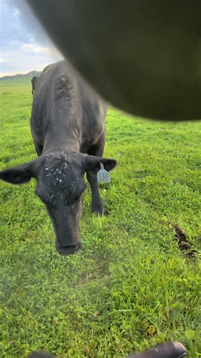 Unexpected Roping Adventures on the Ranch