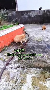 Problem solving cat so desperately wants to solve this problem 🙈 Cat: Unknown- DM for credit/removal Voice-Overs and edits: Me 👋🏻😊 . Encouraging positive mental health, one cat video day at a time. Subscribe to my Patreon or say hiiee to help support my channel 💜 And don't forget to check out my shop: http://www.manicpixiecatlady.com/shop . . #animalvoiceover #catvideos #funnycats #cats #catlady #manicpixiecatlady #catmemes #trendingcats #catvoiceover | Manic Pixie Cat Lady