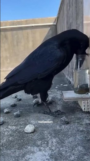The Raven: The Smartest Bird That Can Even Outsmart Humans!