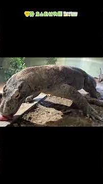 【東山動植物園公式】大接近！！コモドオオトカゲのタロウの朝のオヤツ《 コモドドラゴン トカゲ 爬虫類 》 #short