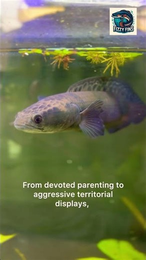 The Intelligent Monster Fish #monsterfish #fish #aquarium #channa #fishtank