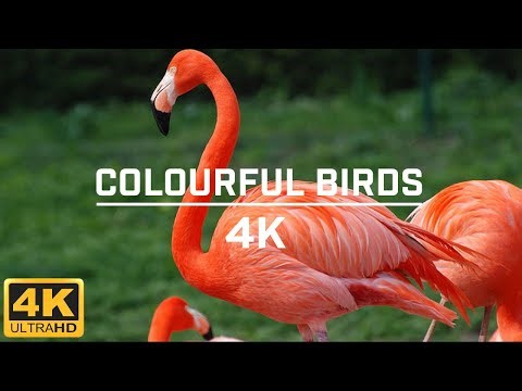 The Ultimate Colorful Birds Showcase – Vibrant Wings of the Wild